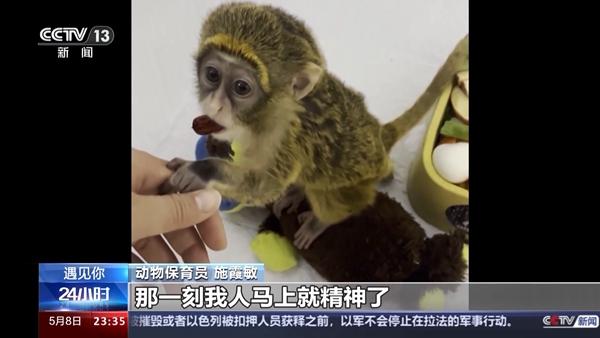 带薪“撸虎玩熊”？她4年里拉扯大200多只猛兽崽崽