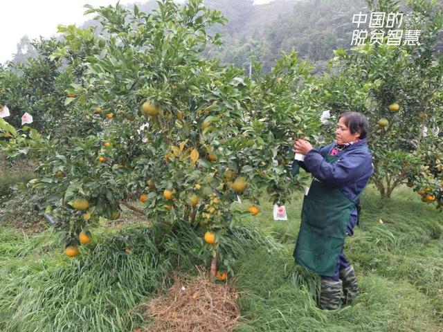 “家乡人富了才是富！”她让昔日荒山飘果香