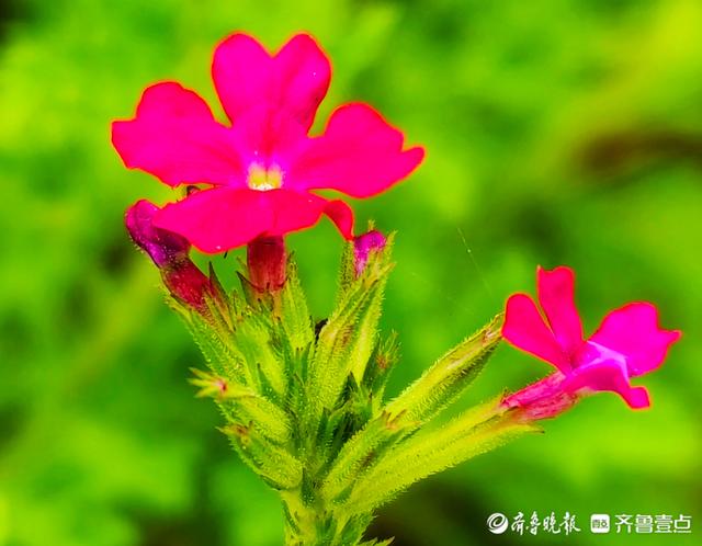 花色艳丽的美女樱，寓意和睦相守