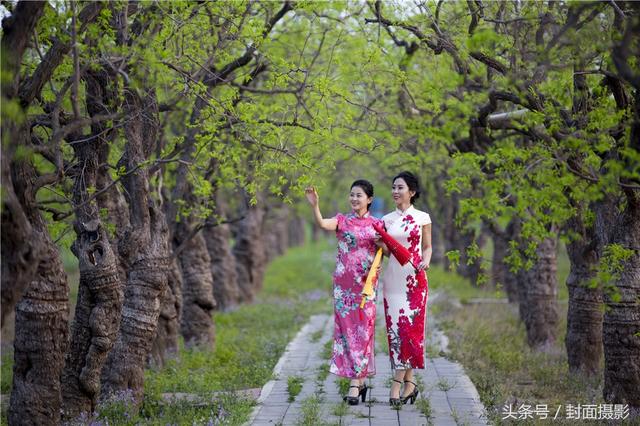 当旗袍美女遇上带刺的枣树