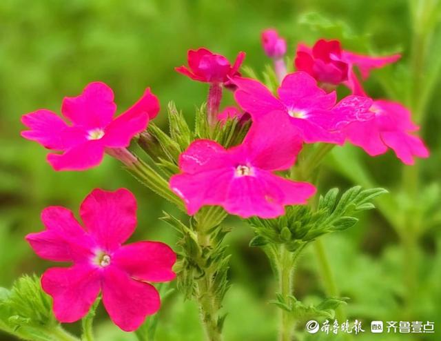 花色艳丽的美女樱，寓意和睦相守