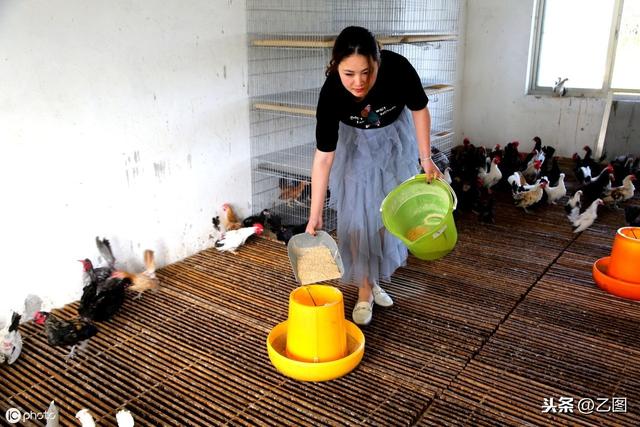 美女大学生回乡创业，卖宠物鸡，一个鸡蛋卖百元，一只鸡卖一千元