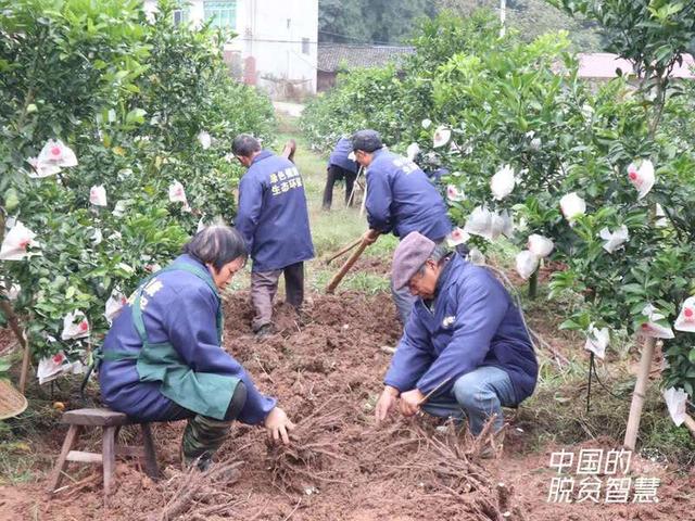 “家乡人富了才是富！”她让昔日荒山飘果香