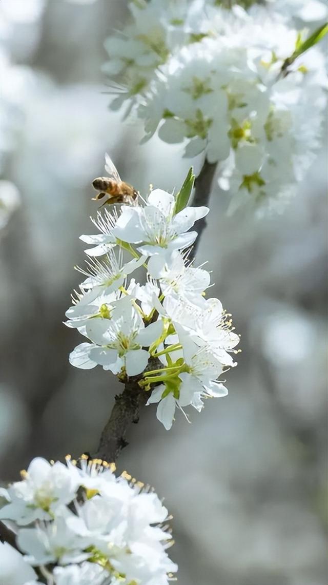 四月春光好 又见梨花开，古诗词里的梨花，占尽天下白，压尽人间花