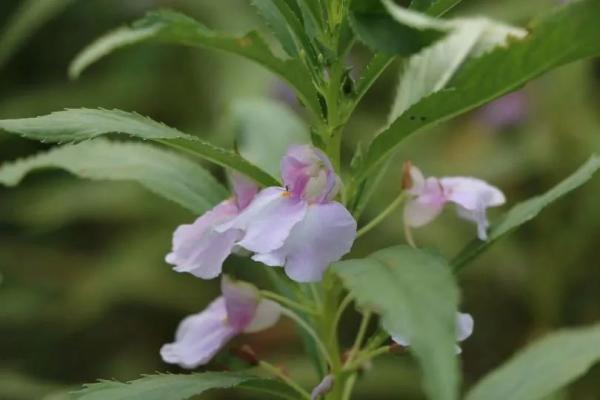 欲染纤纤指——凤仙花丨花花万物