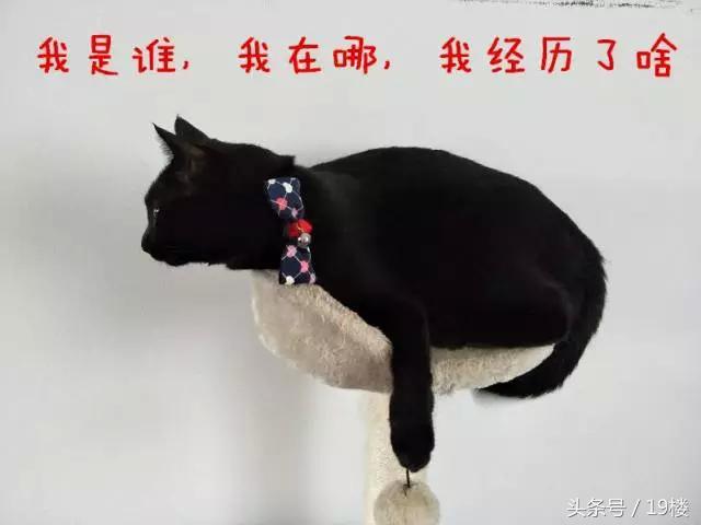 天了噜！昨天给我的猫主子洗了个澡，才发现它原来！会！飞！