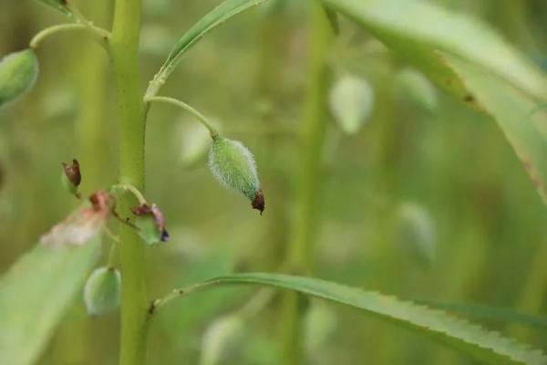 欲染纤纤指——凤仙花丨花花万物