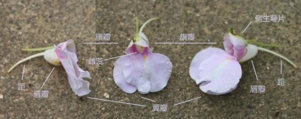 欲染纤纤指——凤仙花丨花花万物