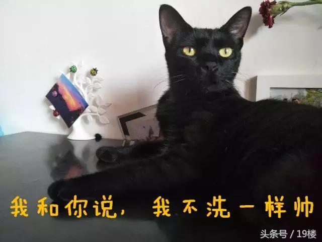 天了噜！昨天给我的猫主子洗了个澡，才发现它原来！会！飞！