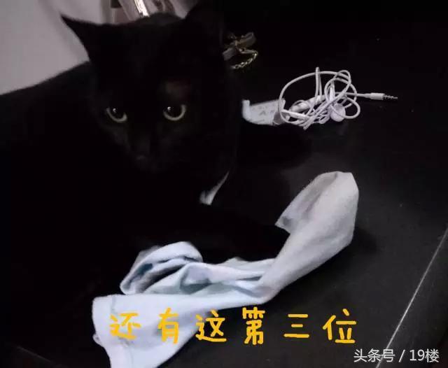 天了噜！昨天给我的猫主子洗了个澡，才发现它原来！会！飞！