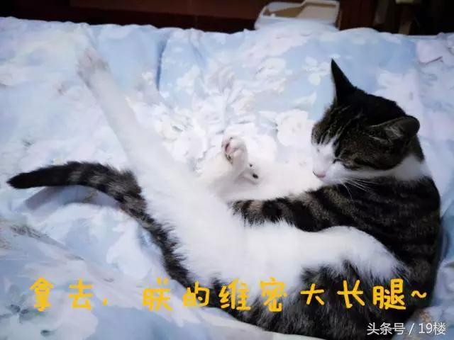 天了噜！昨天给我的猫主子洗了个澡，才发现它原来！会！飞！