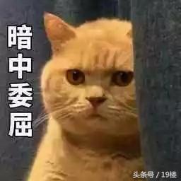 天了噜！昨天给我的猫主子洗了个澡，才发现它原来！会！飞！