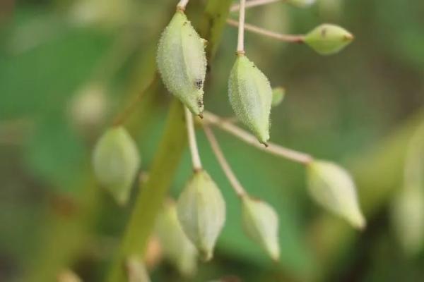 欲染纤纤指——凤仙花丨花花万物