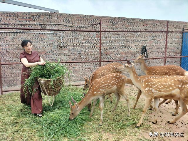 助力乡村振兴 武胜有位美女“养鹿师”