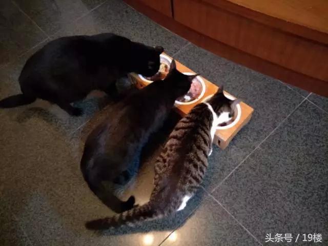 天了噜！昨天给我的猫主子洗了个澡，才发现它原来！会！飞！