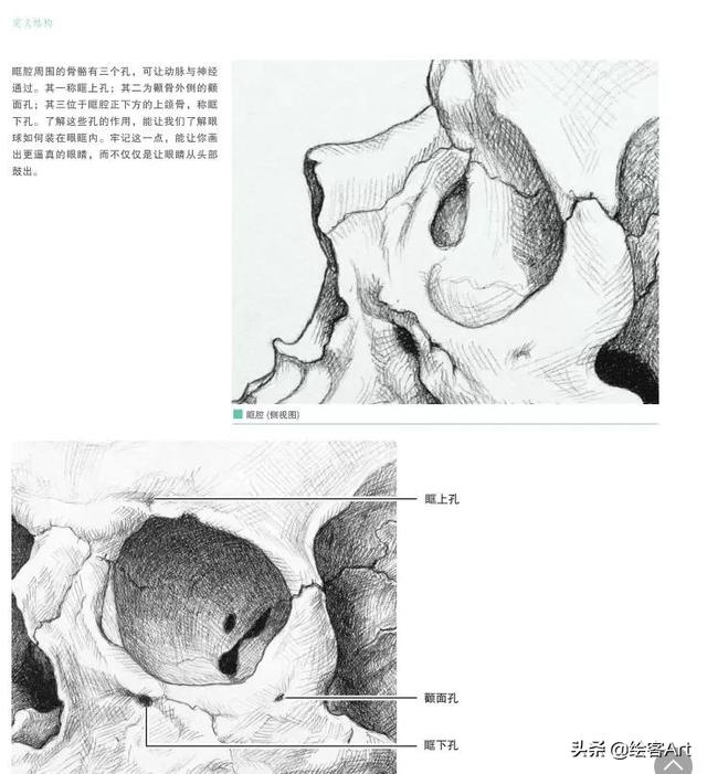 头像结构解析，掌握这些结构肌肉图才是你画出美少女的秘籍呀