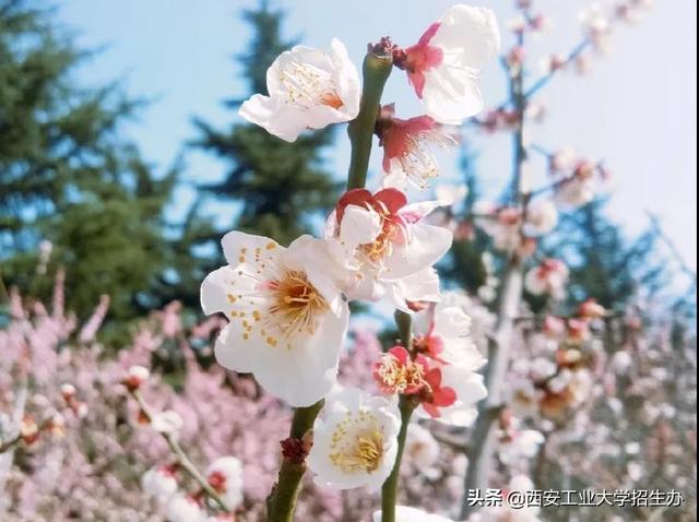 高清大图，惊艳来袭！一起来看西安工业大学的“最美校花”