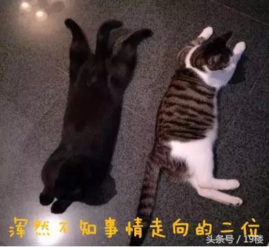 天了噜！昨天给我的猫主子洗了个澡，才发现它原来！会！飞！