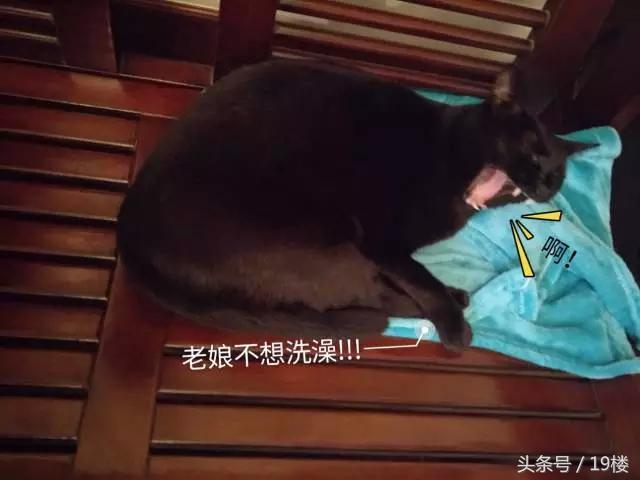 天了噜！昨天给我的猫主子洗了个澡，才发现它原来！会！飞！