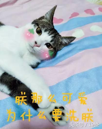 天了噜！昨天给我的猫主子洗了个澡，才发现它原来！会！飞！