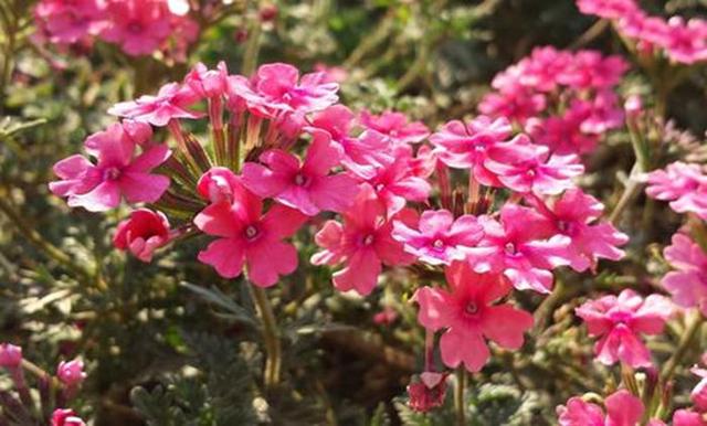 美女樱从4月开到11月，价格便宜花量大，赏花又能观叶