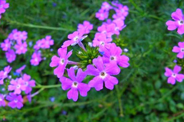 美女樱从4月开到11月，价格便宜花量大，赏花又能观叶