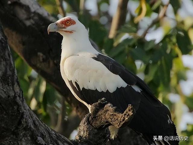 孩子吸吮母亲干瘪的乳房！42年河南饥荒真实场面，比电影残酷十倍