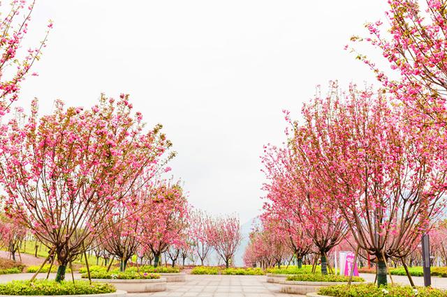 卫星航拍重庆綦江唯一的大学：规模不大，环境却很优美