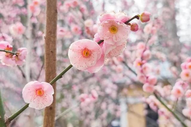 多图预警！这些“最美校花”全都来自东南大学，张张绝美，惊艳众人！