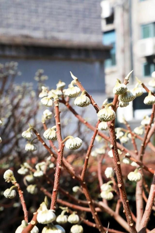 多图预警！这些“最美校花”全都来自东南大学，张张绝美，惊艳众人！