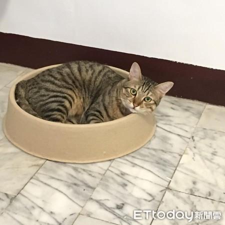 他掀猫腿惊见「2粒木瓜奶狂晃」　深V事业线笑翻网：喵界胸器