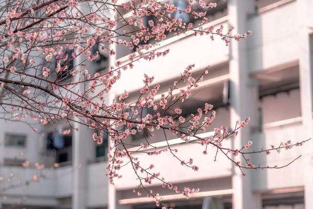 多图预警！这些“最美校花”全都来自东南大学，张张绝美，惊艳众人！