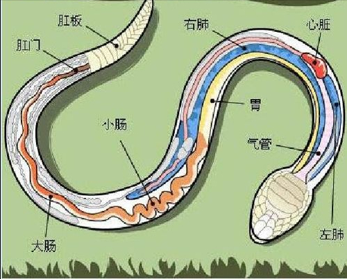 3米巨蟒进网箱偷鱼吃，因吃太撑被困渔网，蟒蛇是怎么捕鱼的？