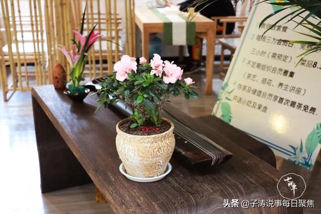 80后大学生自主创业美女老板开了自己的素食茶舍—若水如茶