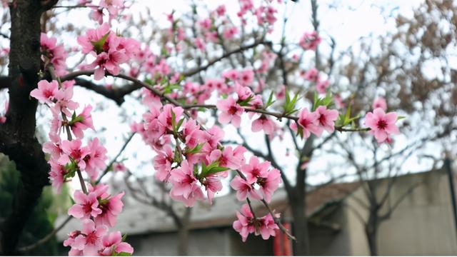 神仙颜值！直击西安邮电大学最美“校花”，高清大图来袭