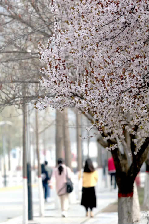 神仙颜值！直击西安邮电大学最美“校花”，高清大图来袭