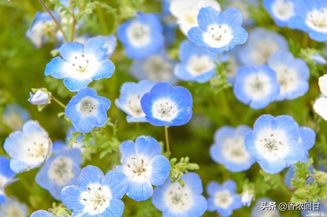 日本春天赏花5推荐：赶不上樱花季没在怕紫藤粉蝶花等别样浪漫