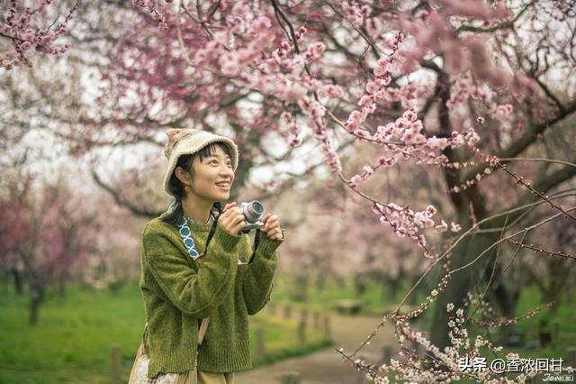 日本春天赏花5推荐：赶不上樱花季没在怕紫藤粉蝶花等别样浪漫