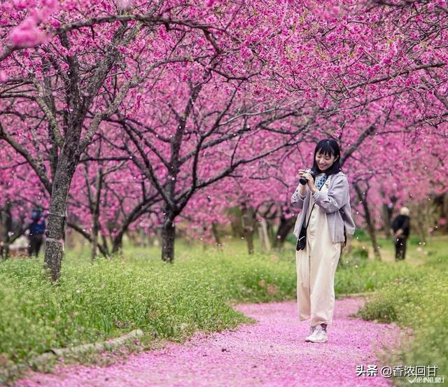 日本春天赏花5推荐：赶不上樱花季没在怕紫藤粉蝶花等别样浪漫