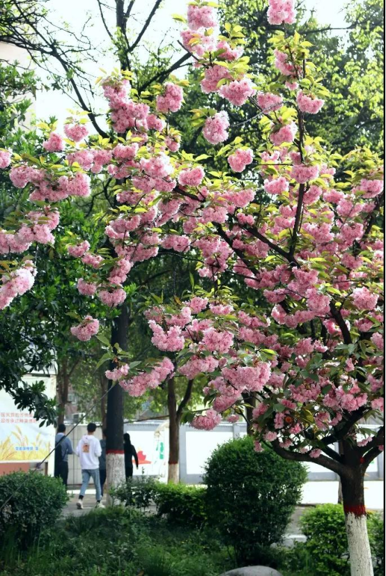 神仙颜值！直击西安邮电大学最美“校花”，高清大图来袭