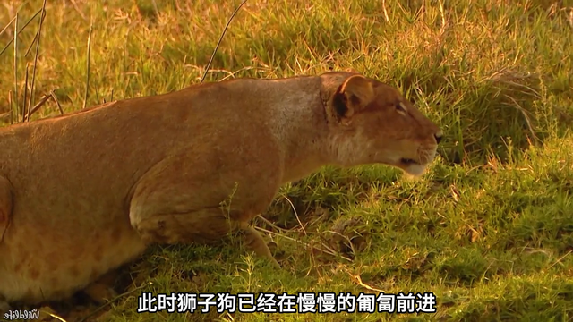 一头长颈鹿在酒吧独自买醉，没想到却被大草原浪荡子狮子给...