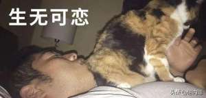 美女大屁股坐脸(​猫老是坐你脸上？那是因为爱你才把屁股放你脸上)