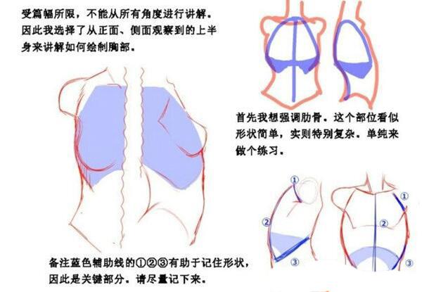 「推荐」女性胸部怎么画好看？女性胸部漫画绘画技巧