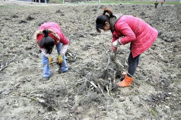 80后美女带动全村致富