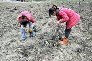 美女带动(80后美女带动全村致富)