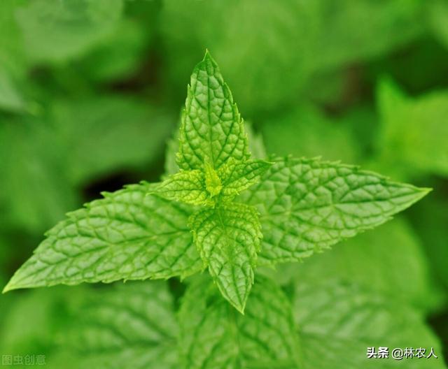 植物科普：美女不仅是女子的称谓，这种植物也叫美女