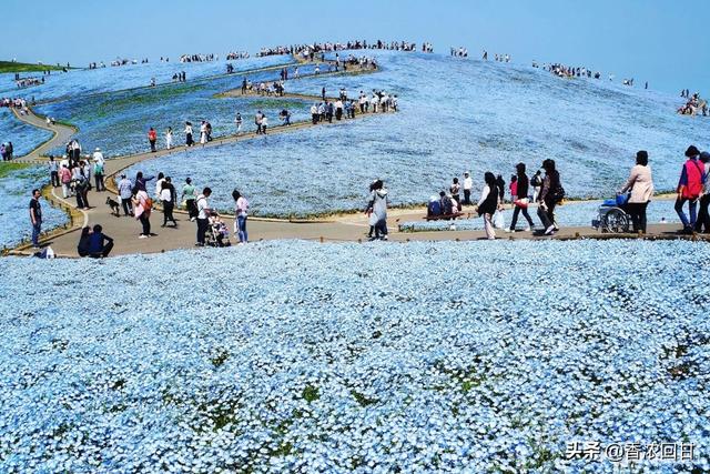 日本春天赏花5推荐：赶不上樱花季没在怕紫藤粉蝶花等别样浪漫