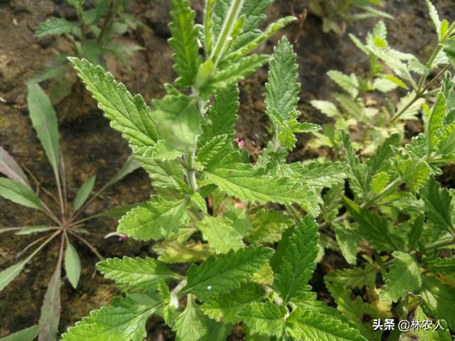 植物科普：美女不仅是女子的称谓，这种植物也叫美女