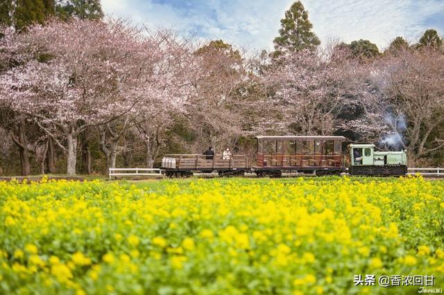 日本春天赏花5推荐：赶不上樱花季没在怕紫藤粉蝶花等别样浪漫