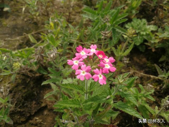 植物科普：美女不仅是女子的称谓，这种植物也叫美女